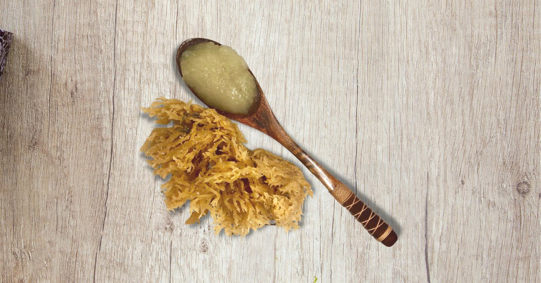 How much Sea Moss Gel is recommended daily? - seamoss.ae