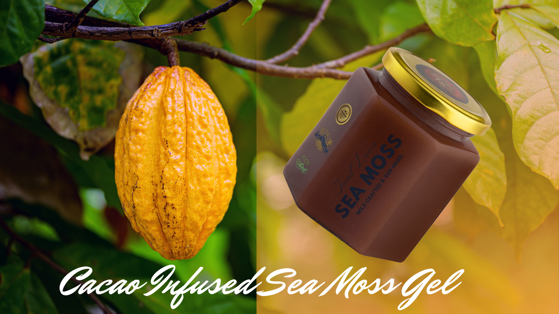 Benefits of Cacao Infused Sea Moss Gel