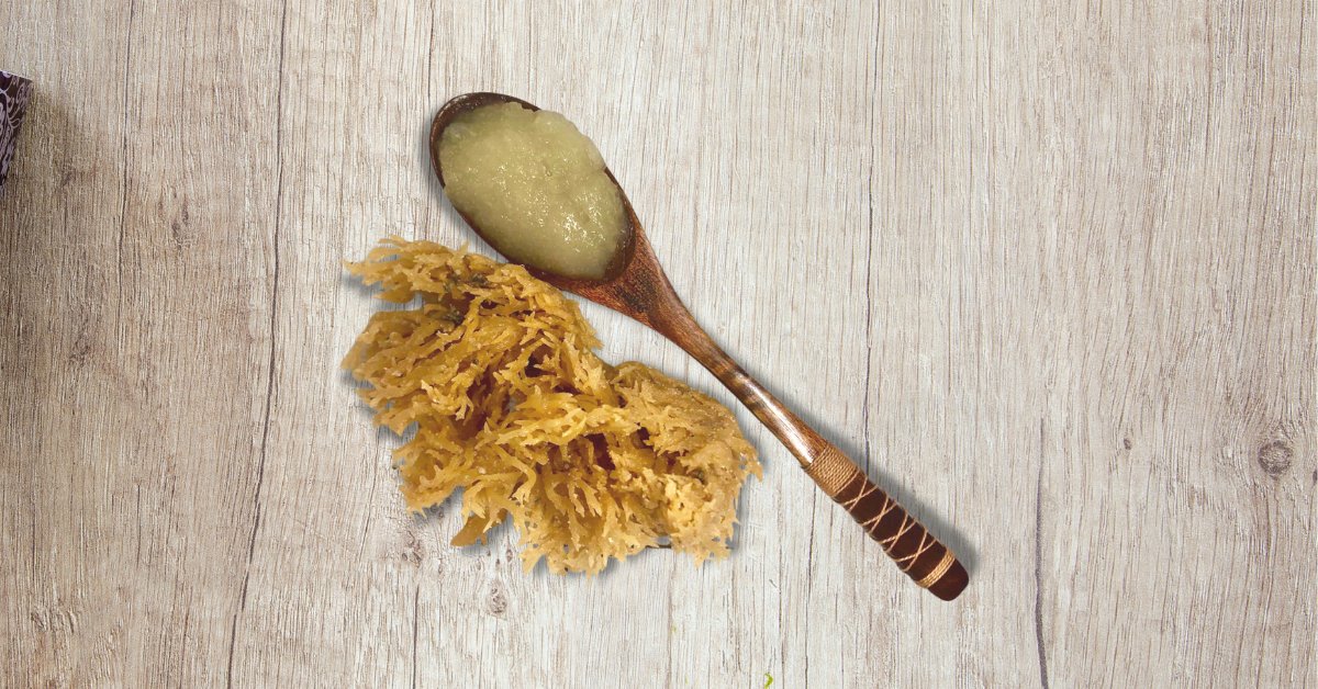 الجرعة اليومية الموصى بها من جل الطحالب البحرية لصحة مثالية | الطحالب البحرية